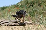 BEAUCERON 249